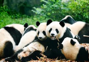 Công Viên Bách Thú Trùng Khánh – Khu Bảo Tồn Gấu Trúc
